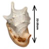 Melc Cassis Cornuta Horn 22 - 25 cm